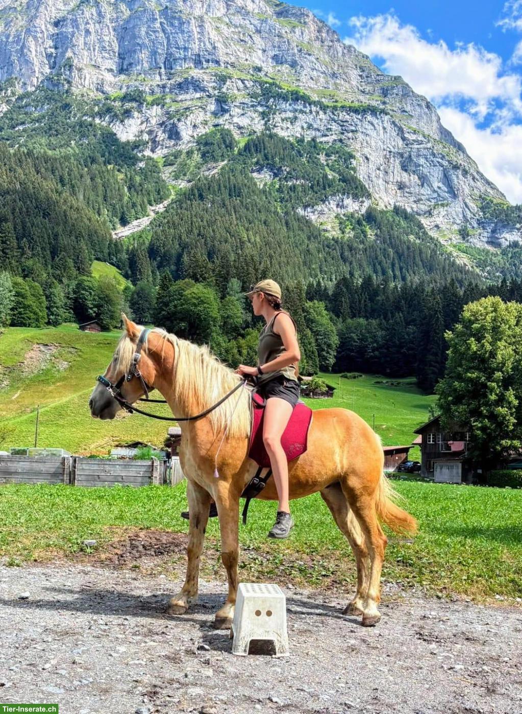 Bild 2: 3-jähriger Haflinger Wallach sucht sein für immer Zuhause