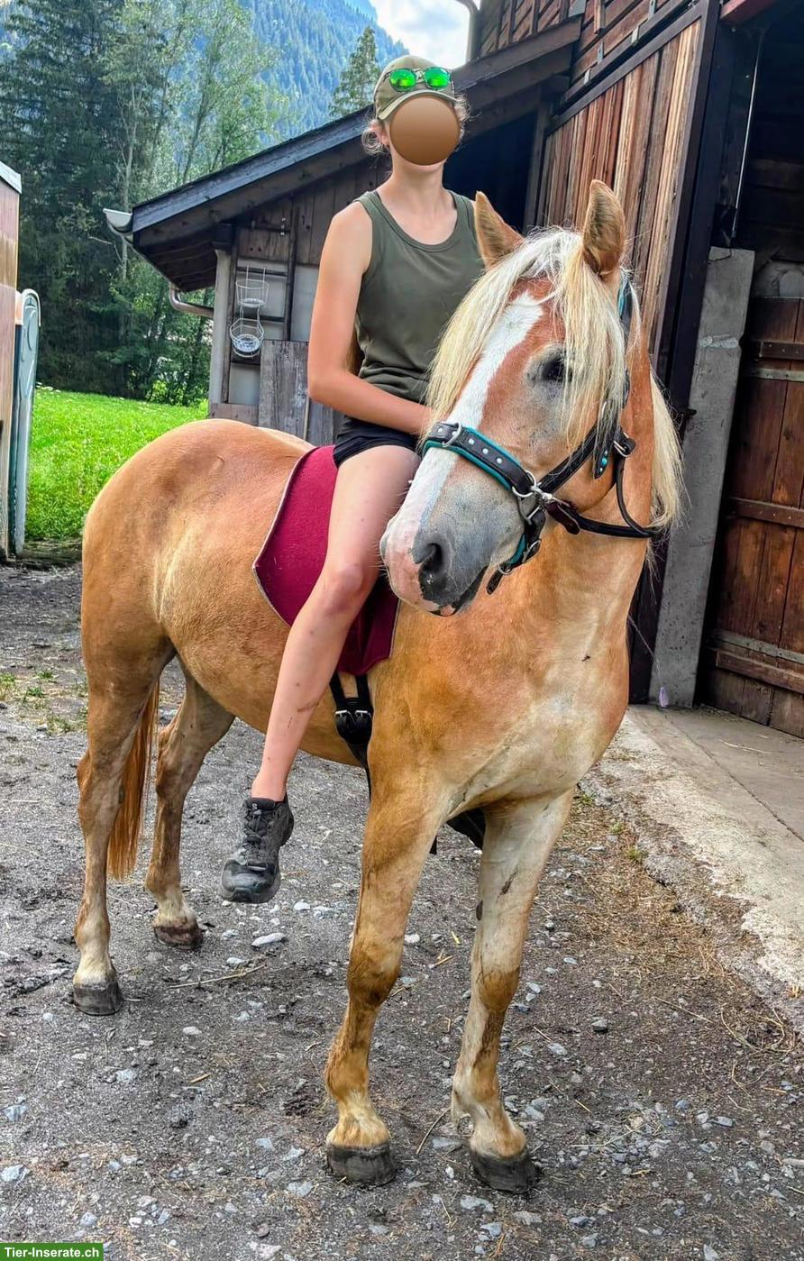 Bild 3: 3-jähriger Haflinger Wallach sucht sein für immer Zuhause