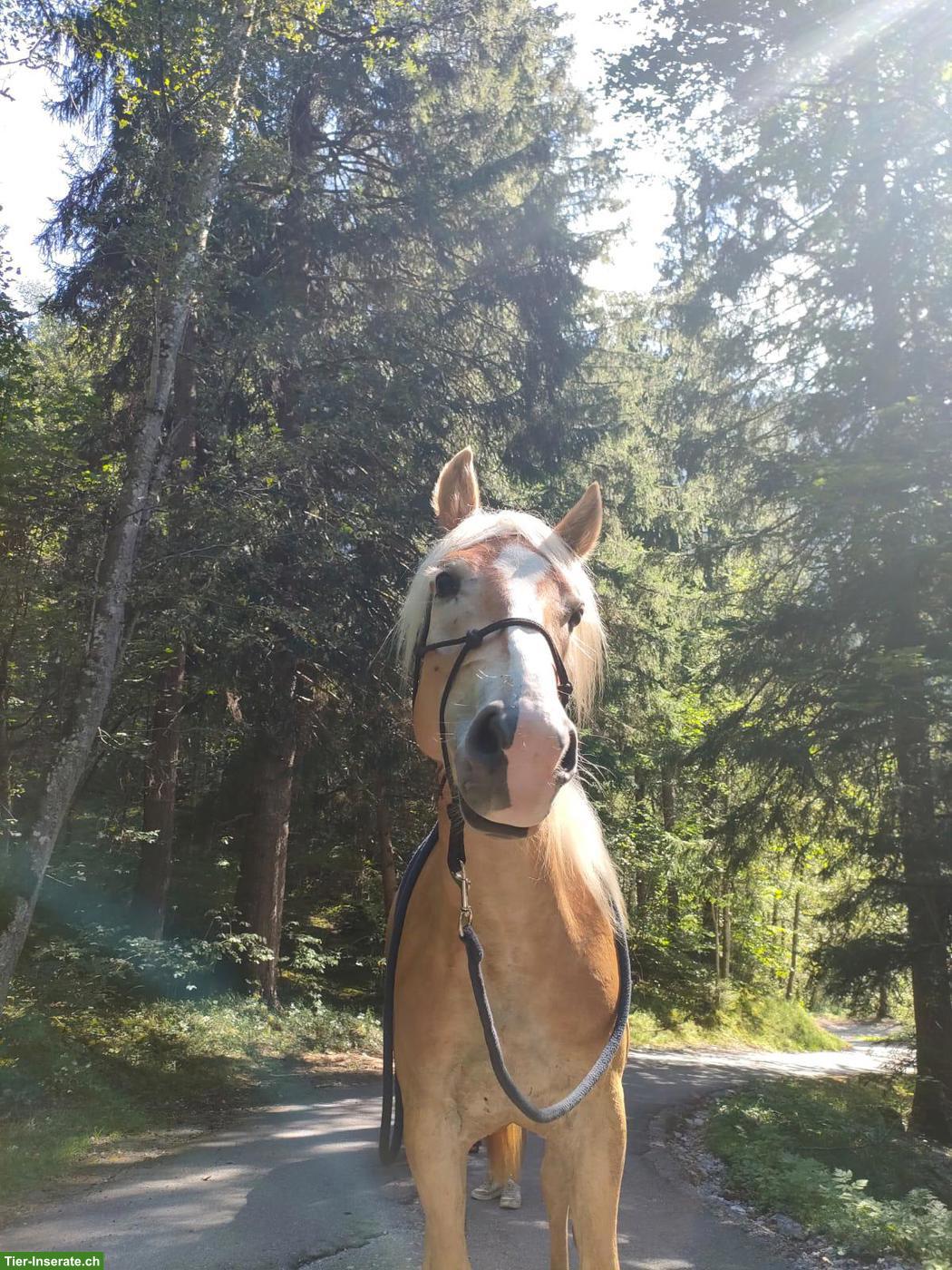 Bild 4: 3-jähriger Haflinger Wallach sucht sein für immer Zuhause