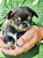 Reinrassiger Chihuahua Welpe aus liebevoller Schweizer Familienzucht