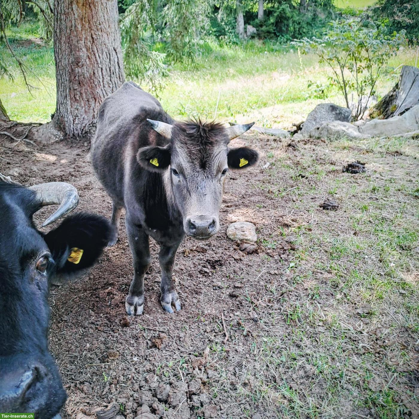 Dahomey Kuhkälber und Ochsen zu verkaufen
