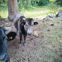 Dahomey Kuhkälber und Ochsen zu verkaufen