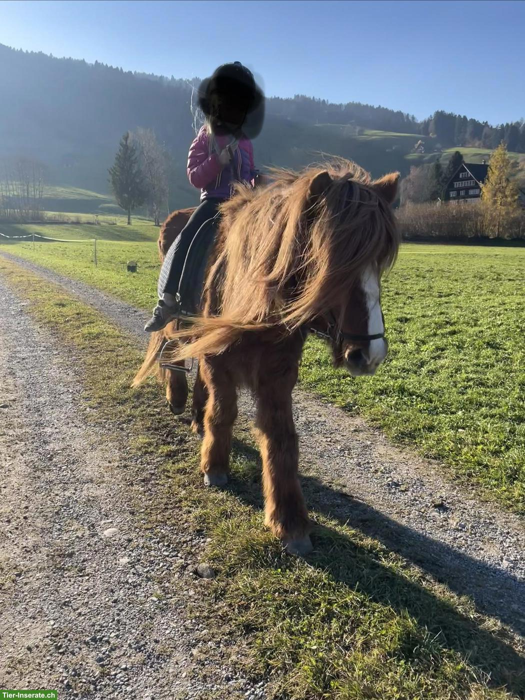 Isländer Wallach sucht liebes Zuhause