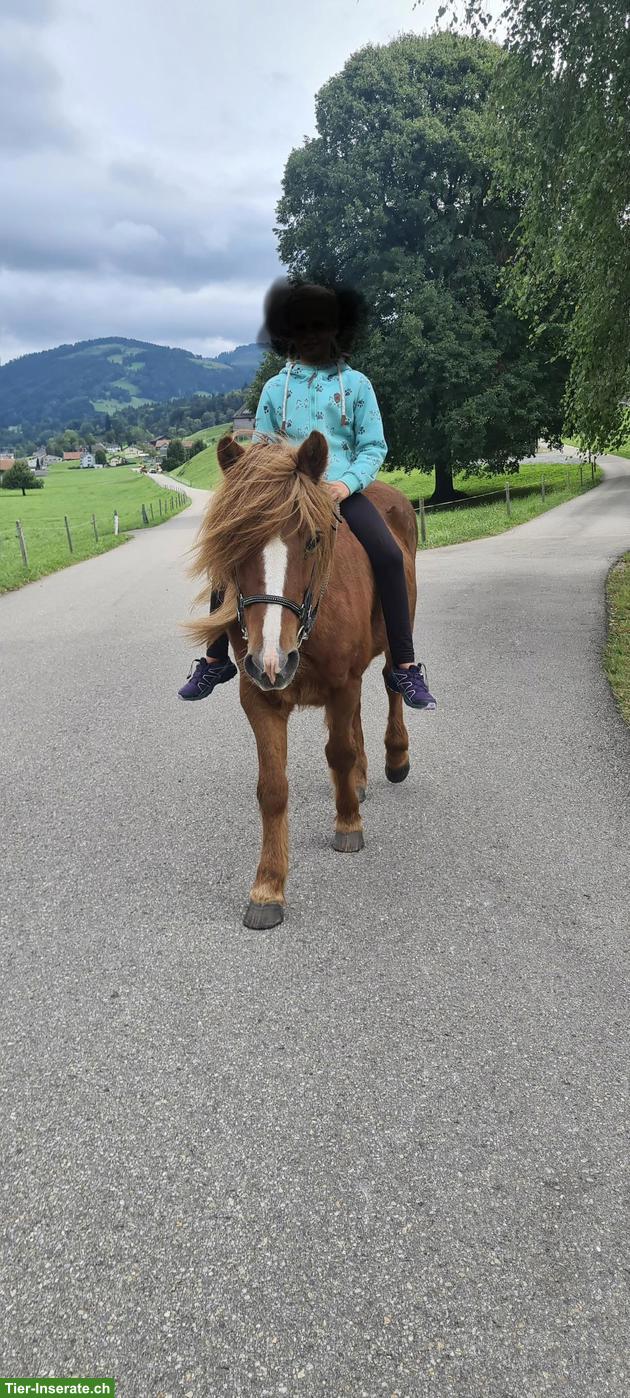 Bild 3: Isländer Wallach sucht liebes Zuhause