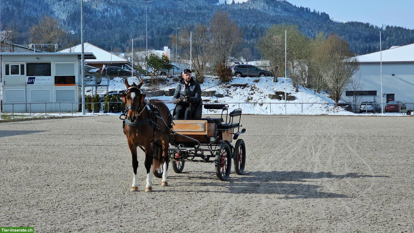 Bild 2: Freiberger Stute zu verkaufen, geritten & gefahren
