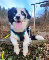 Sehr schöne Mini Aussie Hündin