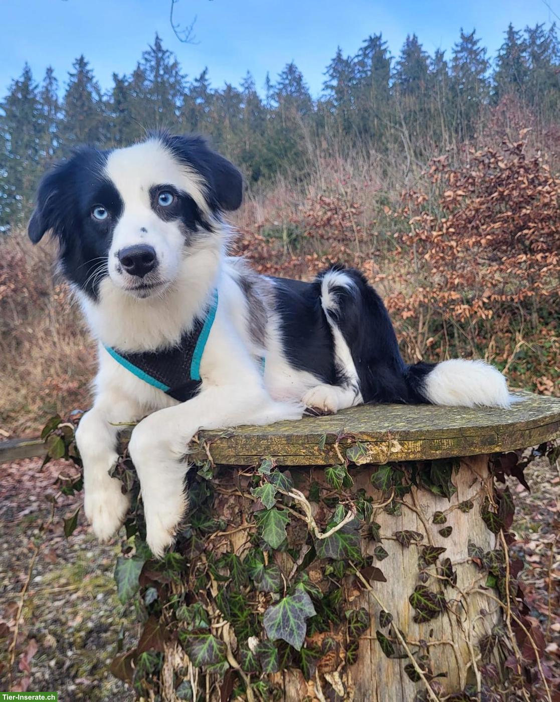 Bild 2: Sehr schöne Mini Aussie Hündin
