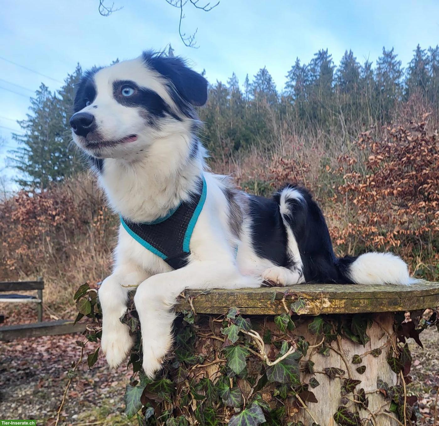Bild 3: Sehr schöne Mini Aussie Hündin