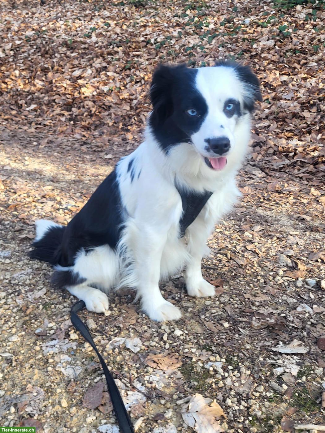 Bild 4: Sehr schöne Mini Aussie Hündin
