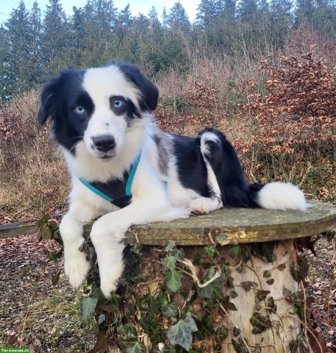 Bild 5: Sehr schöne Mini Aussie Hündin