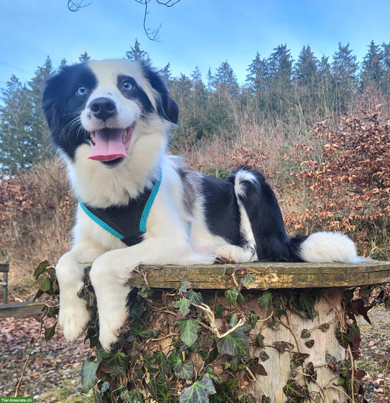 Bild 6: Sehr schöne Mini Aussie Hündin