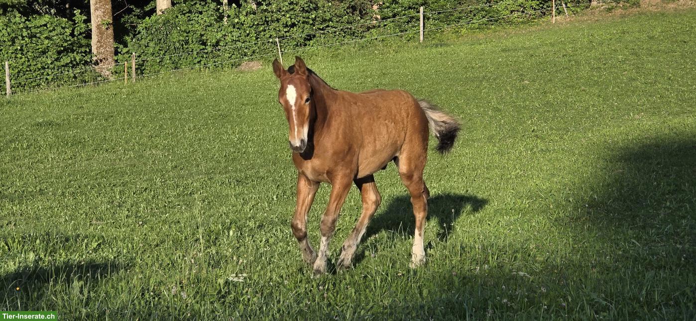 Bild 4: Freiberger Hengstfohlen zu verkaufen
