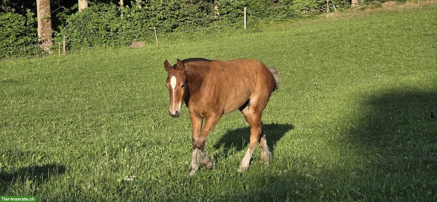 Bild 5: Freiberger Hengstfohlen zu verkaufen