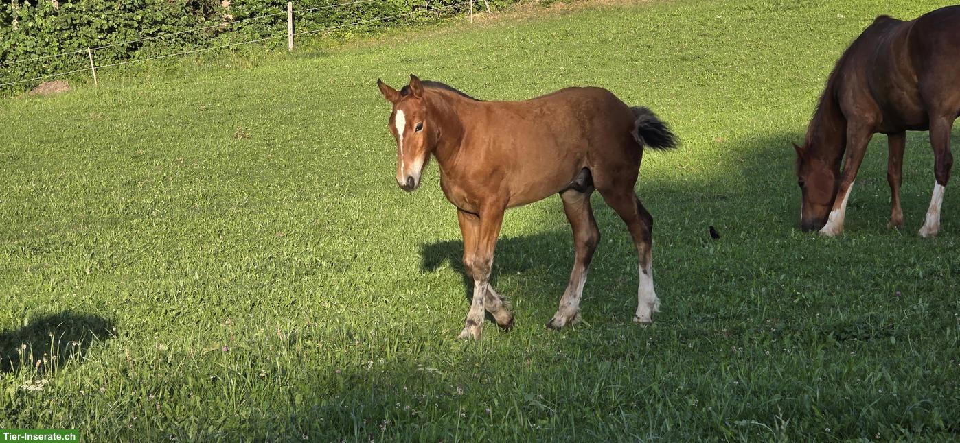 Bild 7: Freiberger Hengstfohlen zu verkaufen
