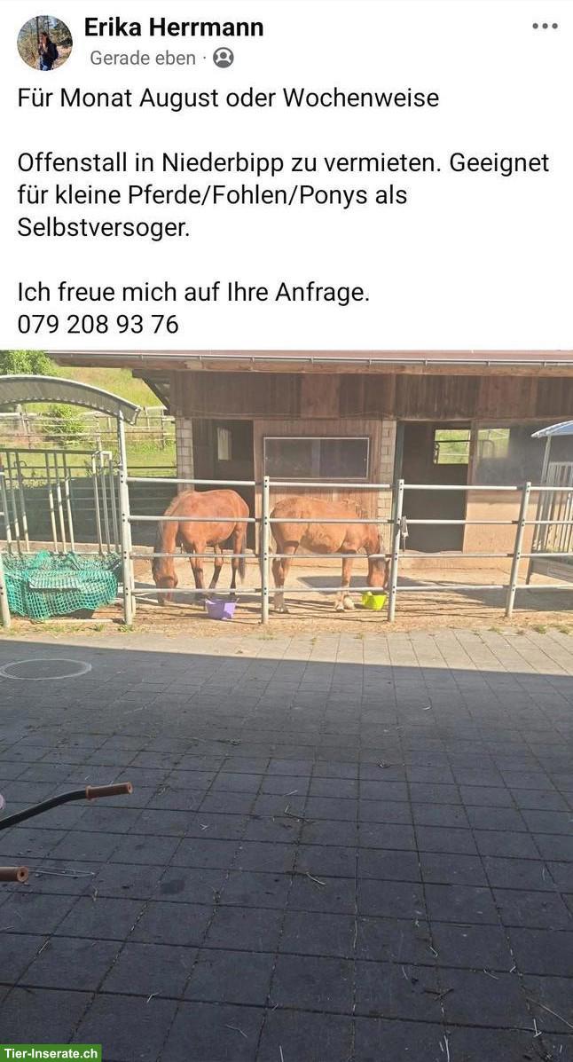 Offenstall frei im August für Selbstversorger in Niederbipp BE