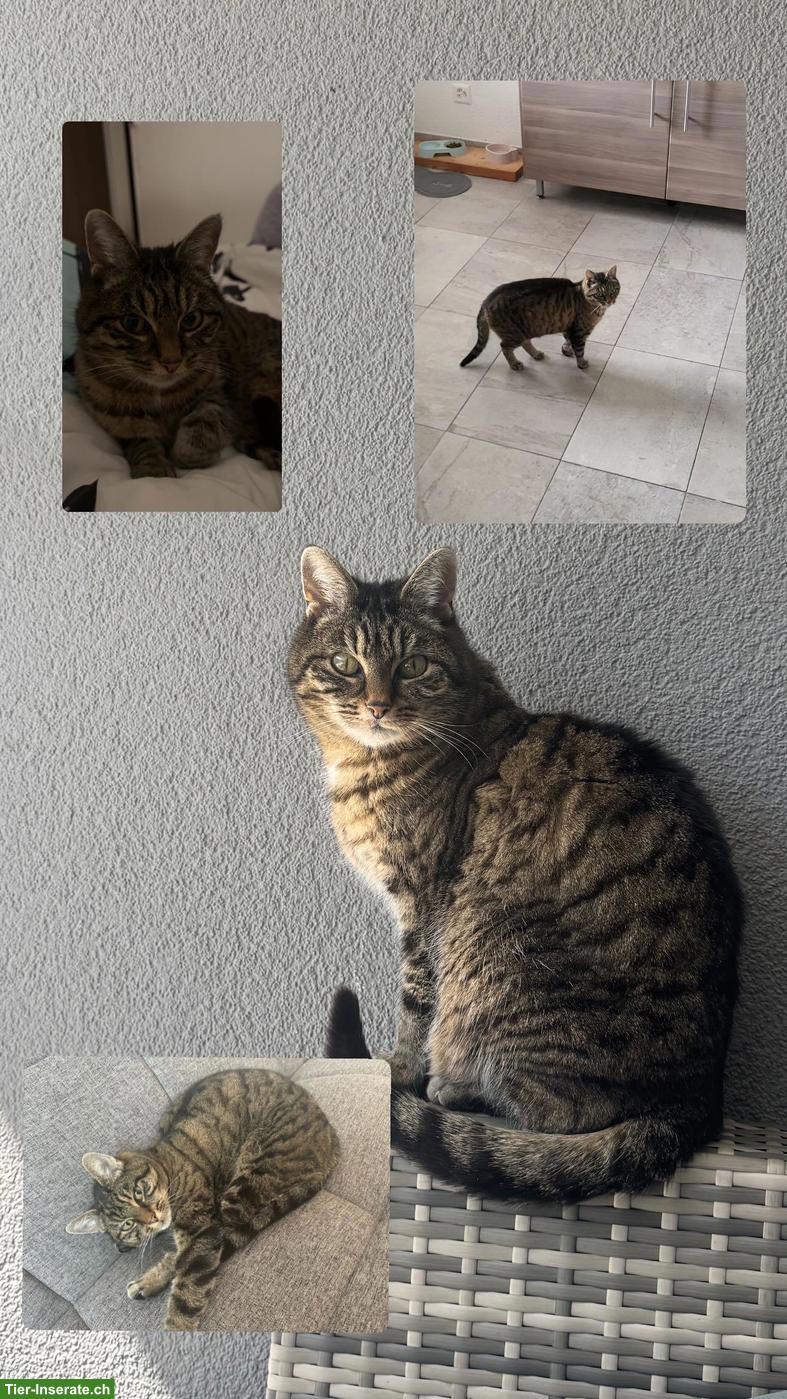 Getigerte Katze vermisst, Niedergesteln VS