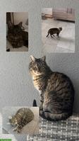 Getigerte Katze vermisst, Niedergesteln VS