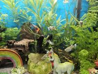Guppy Nachwuchs abzugeben