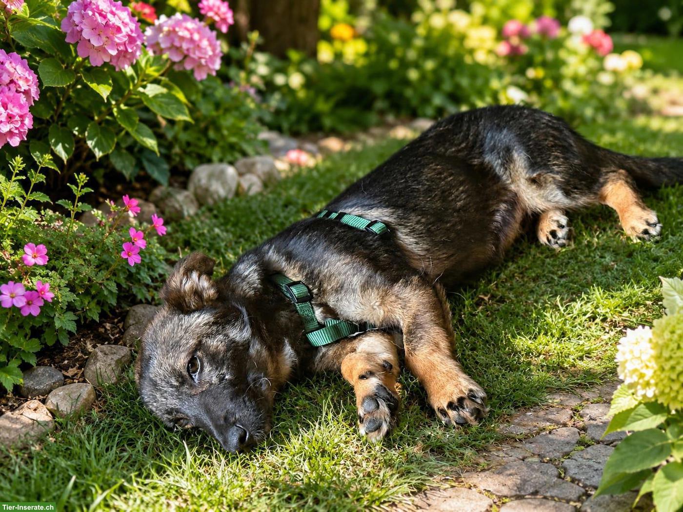 Bild 3: Lieber 1-jähriger Corgie Rüde, 30cm groß