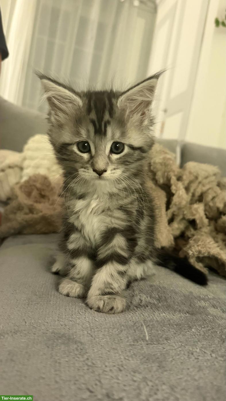 Süsse Maine Coon x Sibirische Mischlingskätzchen