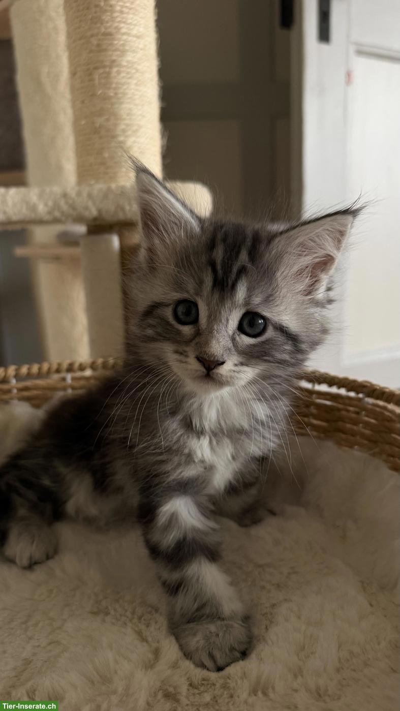Bild 2: Süsse Maine Coon x Sibirische Mischlingskätzchen