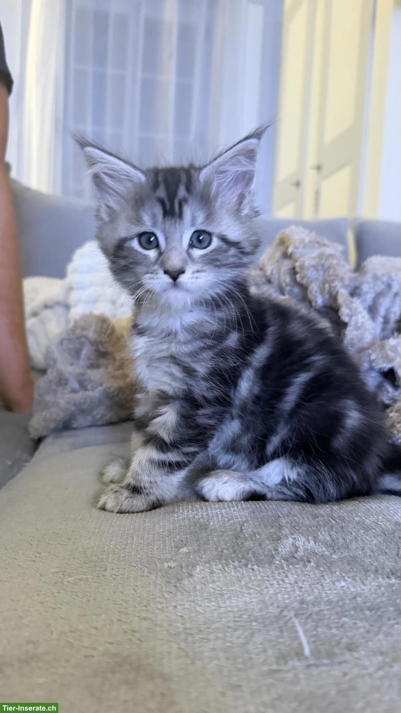 Bild 3: Süsse Maine Coon x Sibirische Mischlingskätzchen