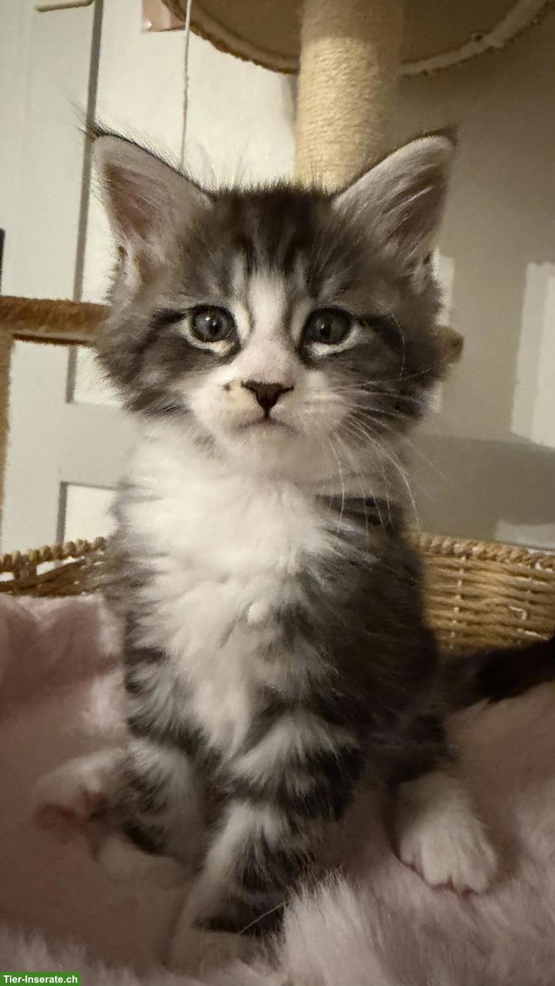 Bild 4: Süsse Maine Coon x Sibirische Mischlingskätzchen