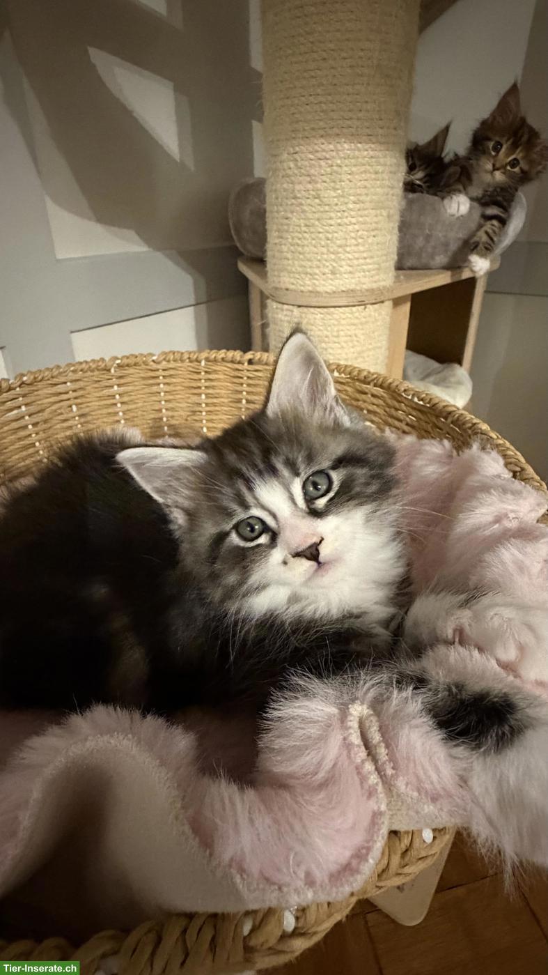 Bild 5: Süsse Maine Coon x Sibirische Mischlingskätzchen