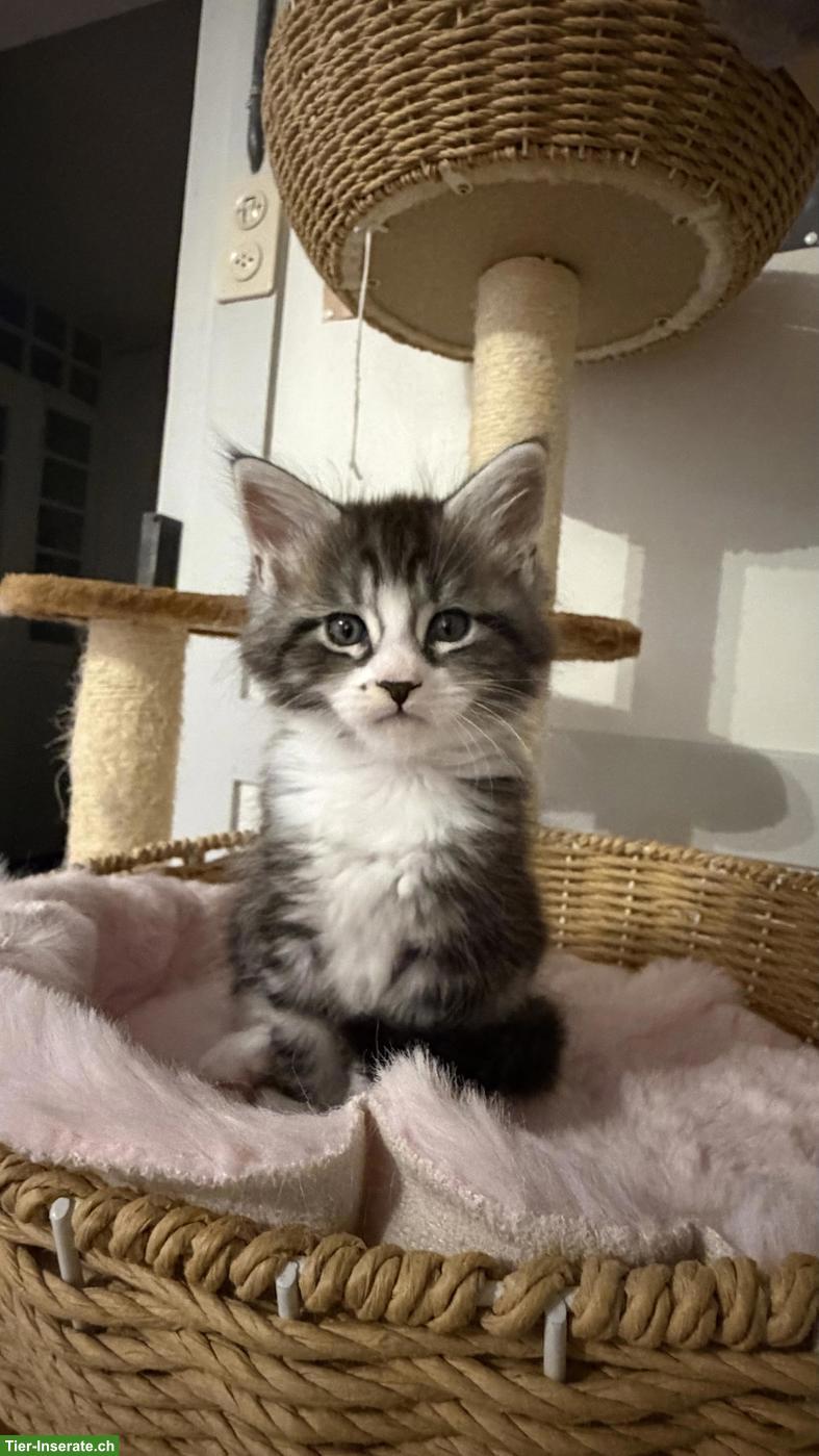 Bild 6: Süsse Maine Coon x Sibirische Mischlingskätzchen