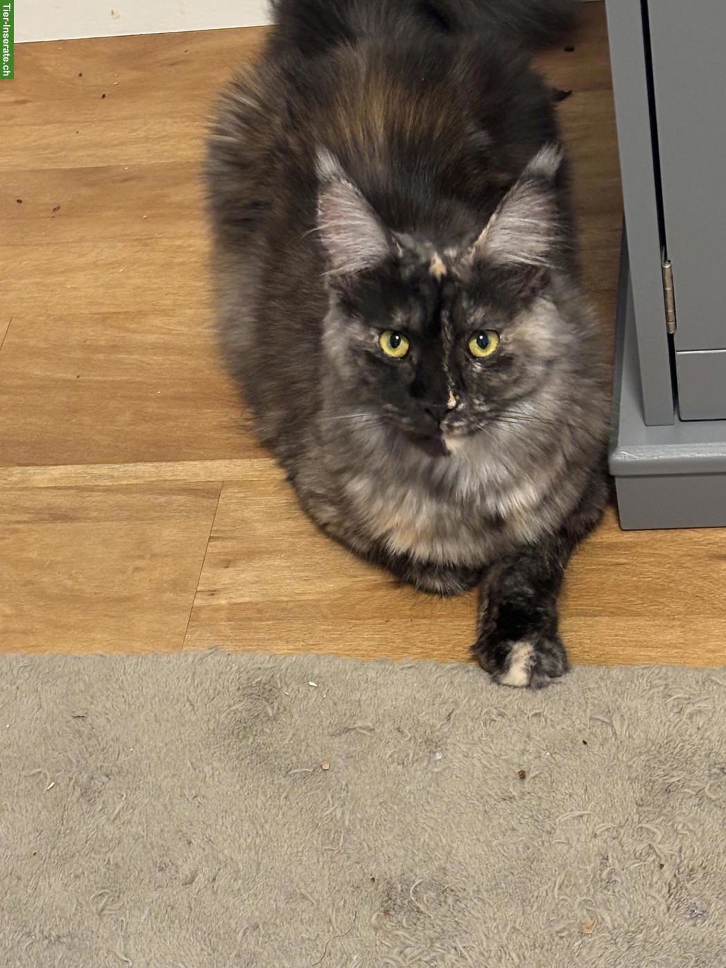 Junge Maine Coon Zuchtkätzin black tortie smoke