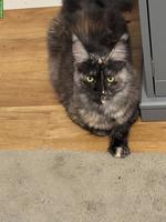 Junge Maine Coon Zuchtkätzin black tortie smoke