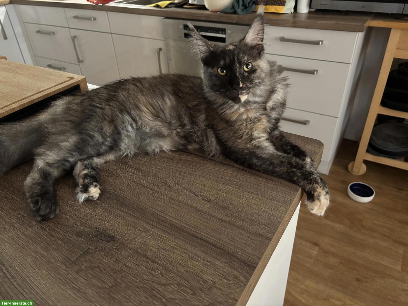 Bild 2: Junge Maine Coon Zuchtkätzin black tortie smoke