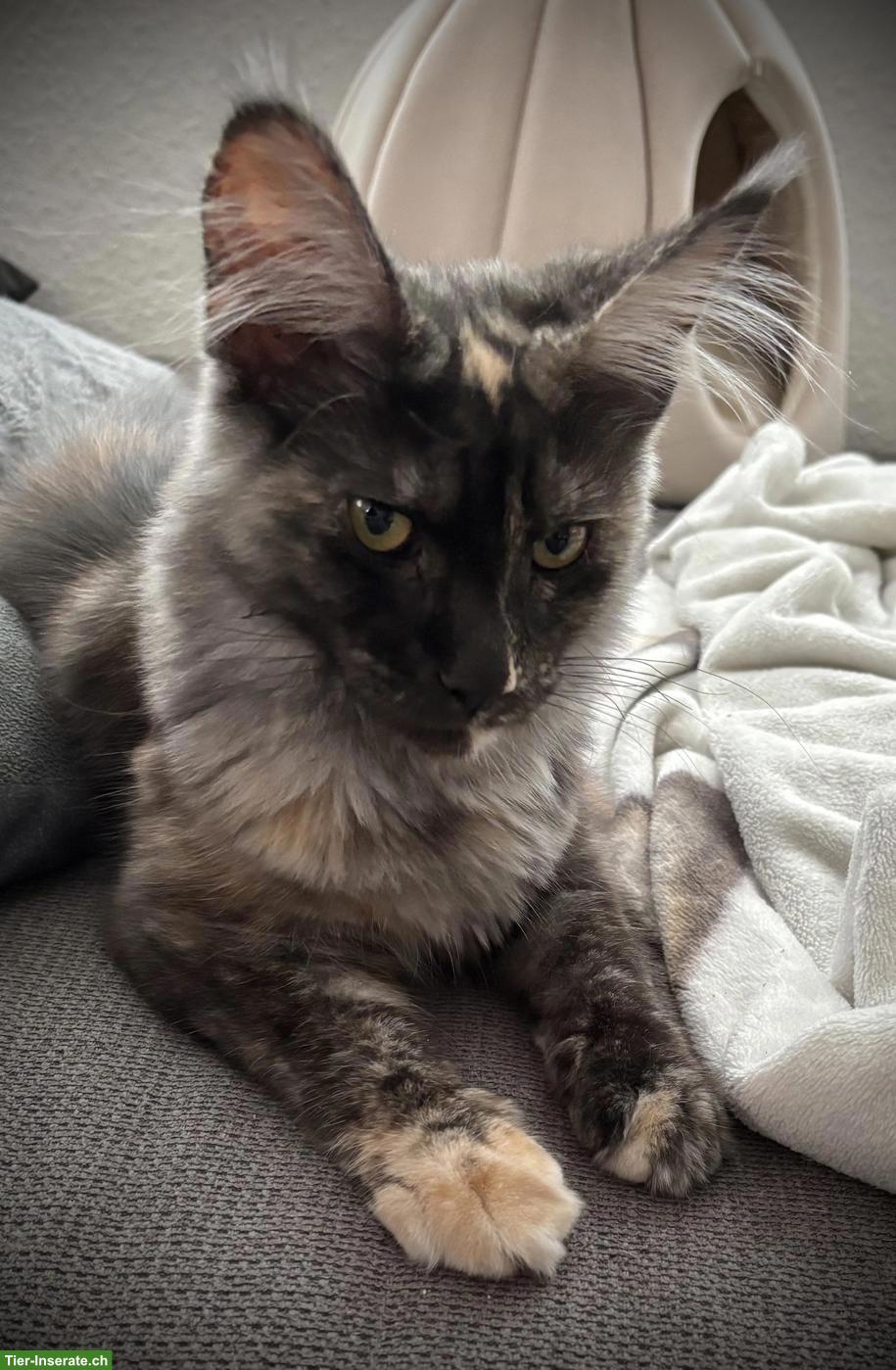 Bild 3: Junge Maine Coon Zuchtkätzin black tortie smoke