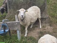 2 Skudden Auen zu verkaufen, Herdebuch-Zuchttiere
