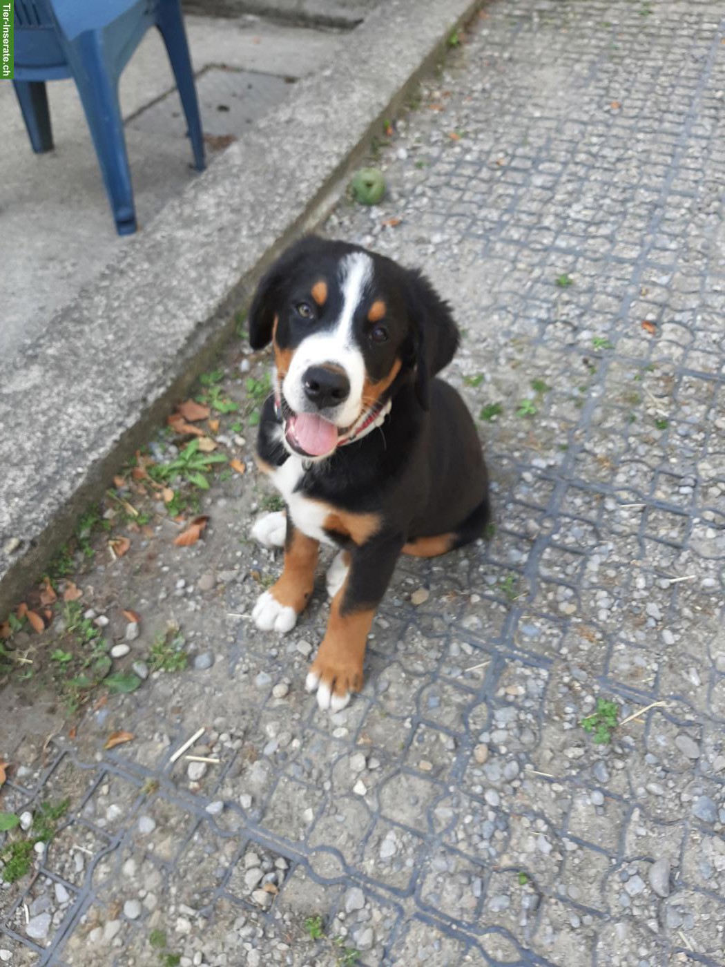 Berner Sennenhund x Goldador Mischlingswelpe, Rüde