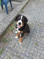 Berner Sennenhund x Goldador Mischlingswelpe, Rüde
