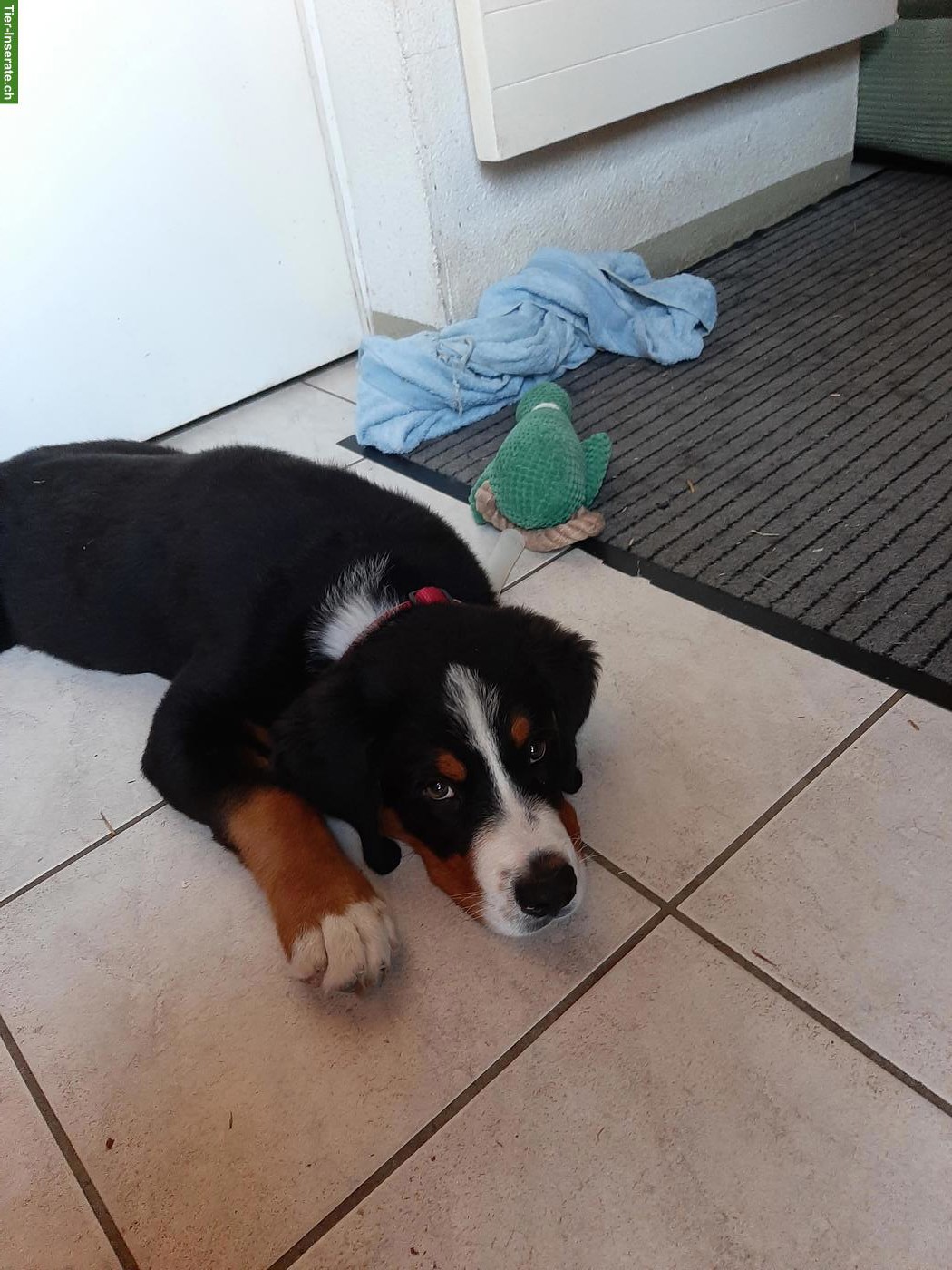Bild 2: Berner Sennenhund x Goldador Mischlingswelpe, Rüde