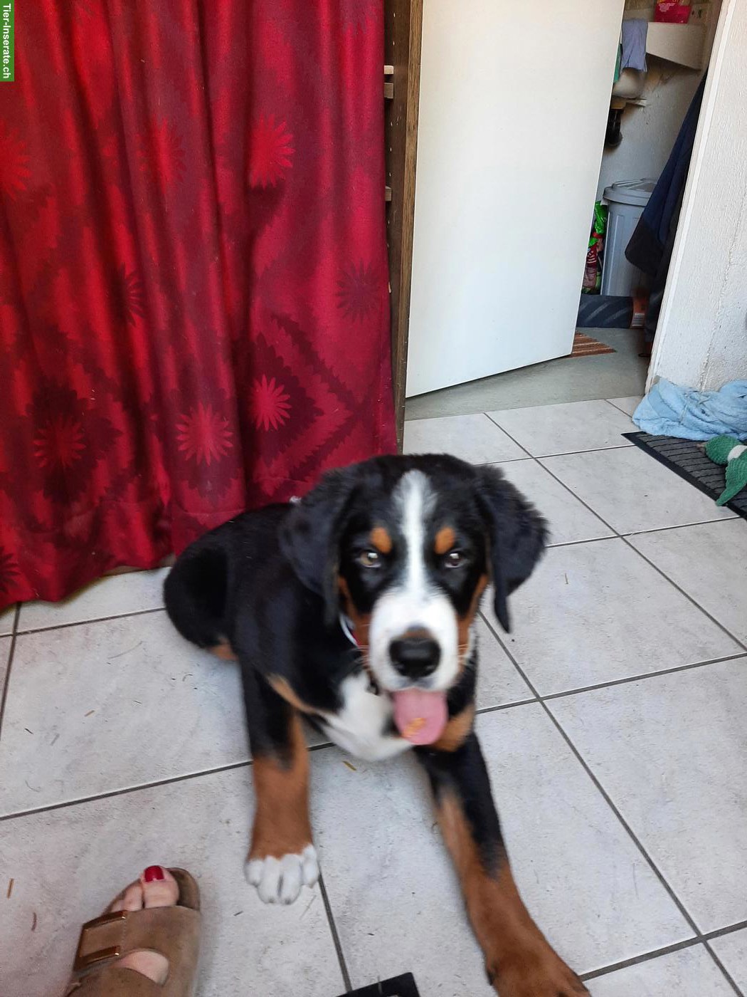 Bild 3: Berner Sennenhund x Goldador Mischlingswelpe, Rüde