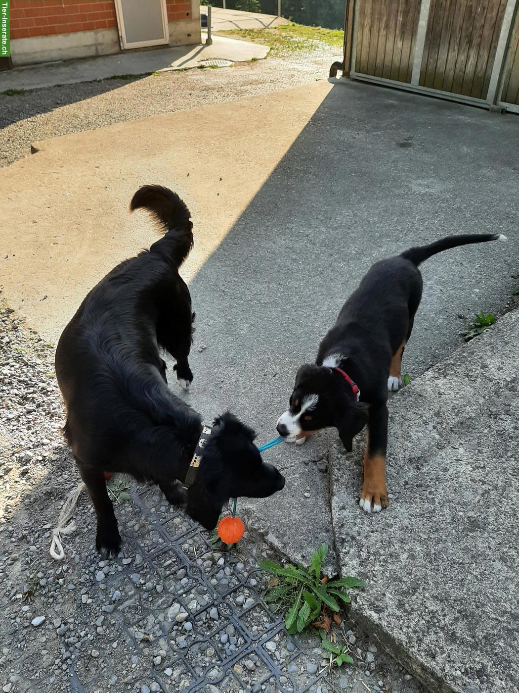 Bild 4: Berner Sennenhund x Goldador Mischlingswelpe, Rüde