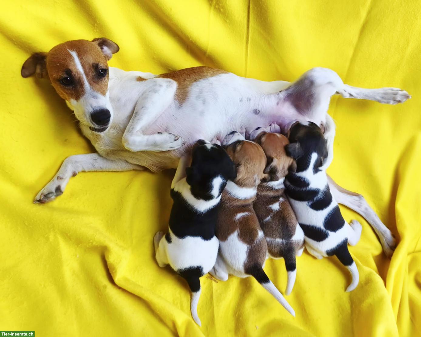 Wunderschöne Jack Russell Terrier Welpen aus CH-Hundezucht
