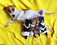 Wunderschöne Jack Russell Terrier Welpen aus CH-Hundezucht