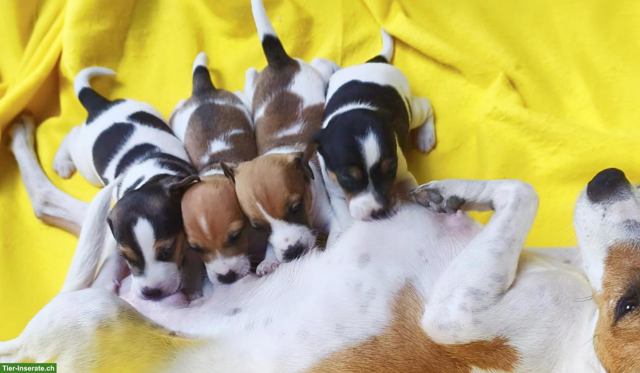 Bild 2: Wunderschöne Jack Russell Terrier Welpen aus CH-Hundezucht