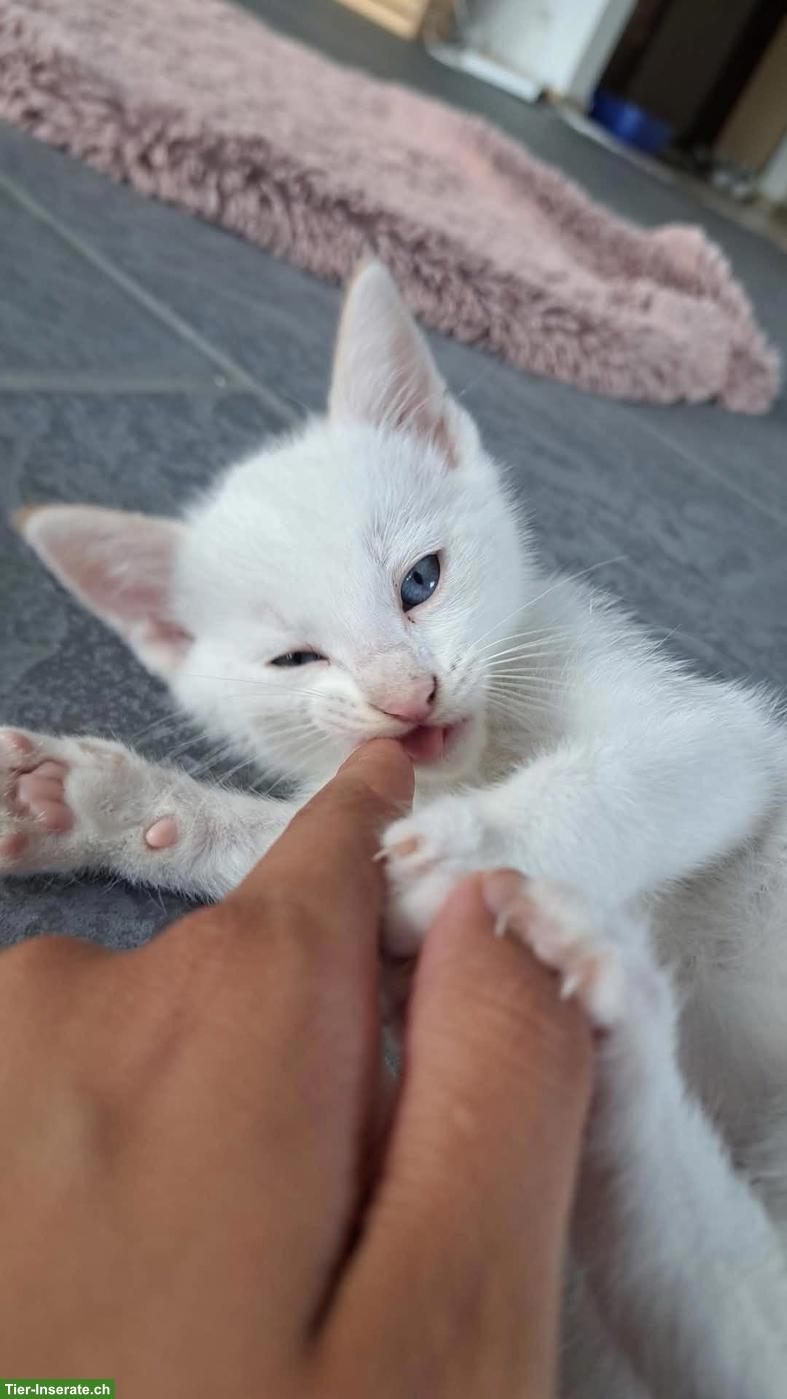 Baby Kätzchen suchen neues Zuhause