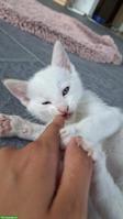Baby Kätzchen suchen neues Zuhause
