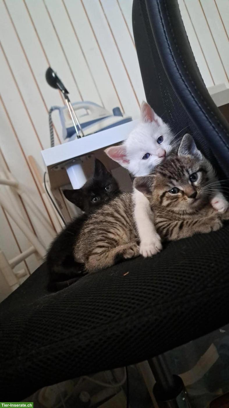 Bild 2: Baby Kätzchen suchen neues Zuhause