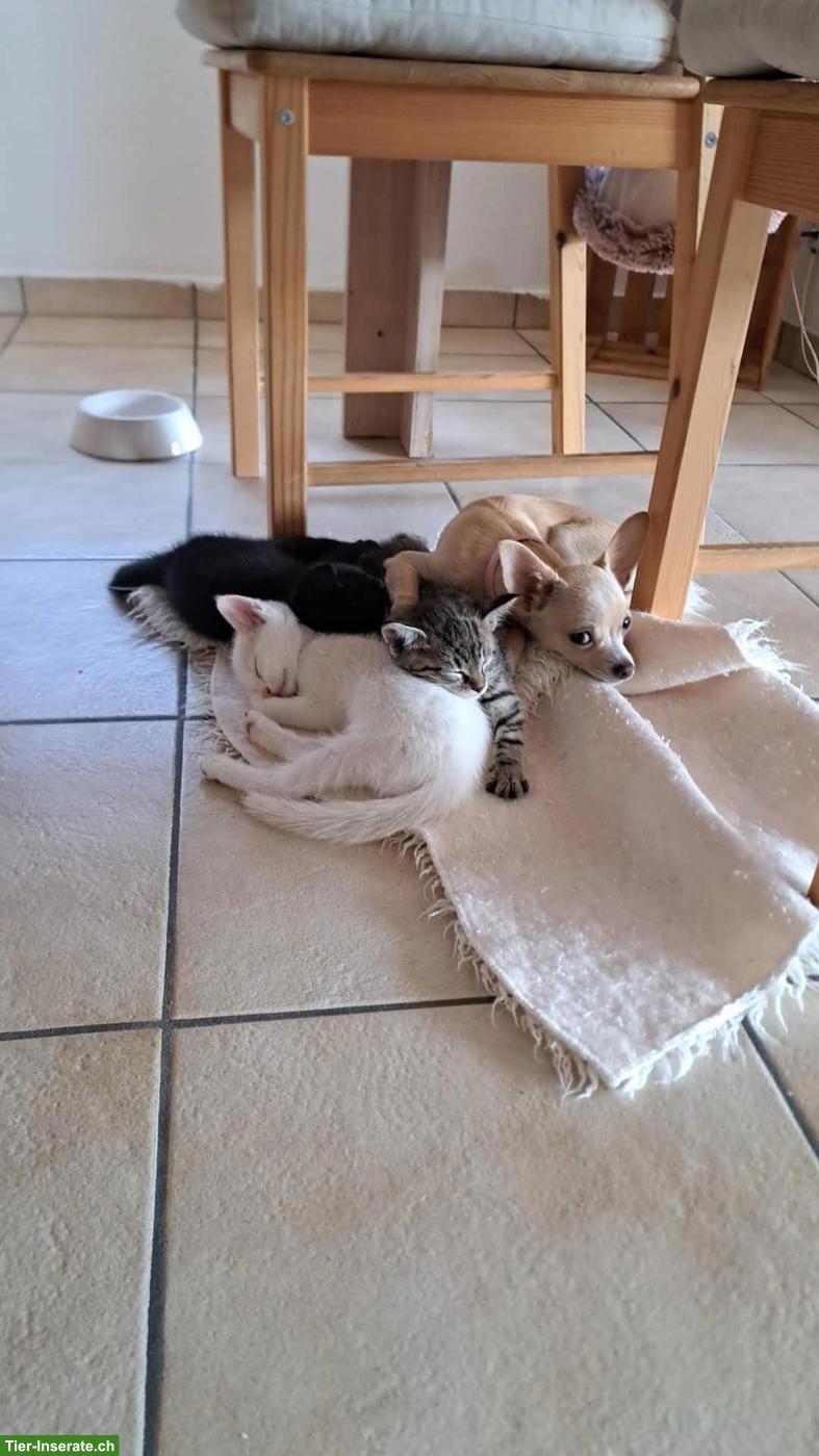 Bild 3: Baby Kätzchen suchen neues Zuhause
