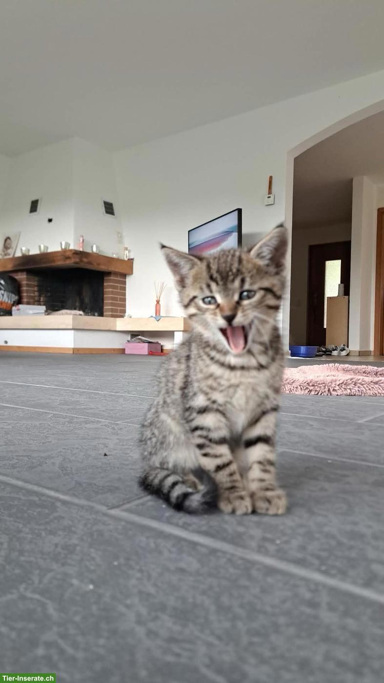 Bild 4: Baby Kätzchen suchen neues Zuhause