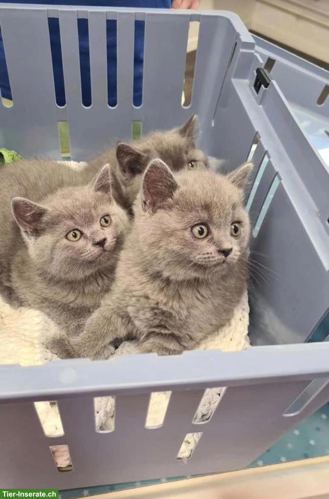 BKH Kitten, 3 Kater, geb. 18.05.26, entwurmt & 1. Impfung