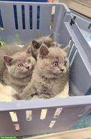 BKH Kitten, 3 Kater, geb. 18.05.26, entwurmt & 1. Impfung