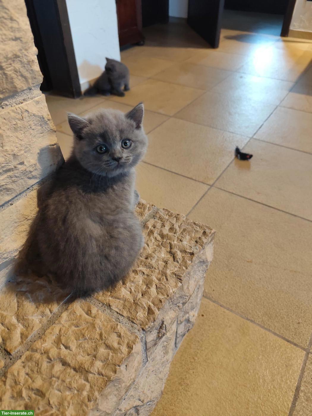 Bild 2: BKH Kitten, 3 Kater, geb. 18.05.26, entwurmt & 1. Impfung